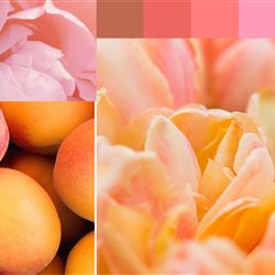 Peachy Pinks &amp; Cream Container