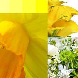 Yellow &amp; White Container