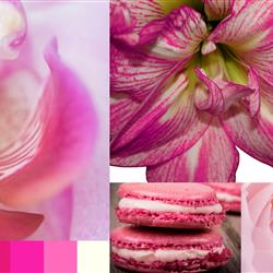 Pink &amp; White Posy