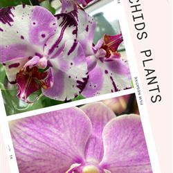 Moth Orchid Plant - Phalaenopsis