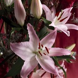 Lovely Lily Bouquet