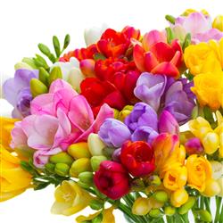 All Freesia Bouquet