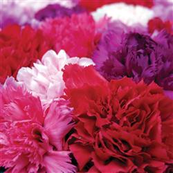 All Carnation Bouquet