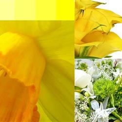 Yellow and White Bouquet Click &amp; Collect