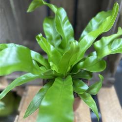 Asplenium Antiquum