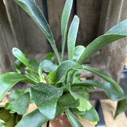 Platycerium bifurcatum
