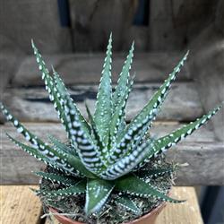 Haworthia fasciata &#39;Big Band&#39;