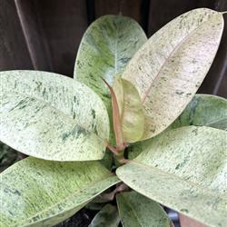 Ficus elastica &#39;Shivereana Moonshine&#39;