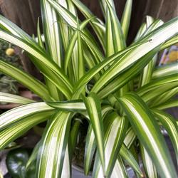 Chlorophytum comosum &#39;Spider plant&#39; Bowl