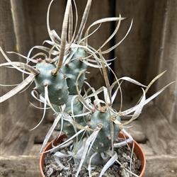 Tephrocactus articulatus &#39;Paper Spine Cactus&#39;